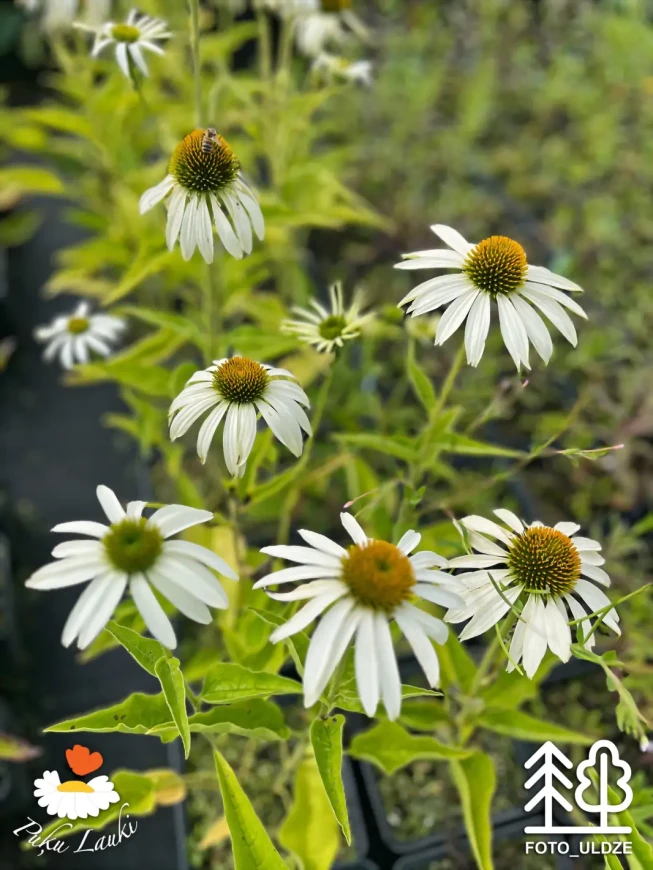 Echinacea purpurea   'Baby Swan White'